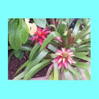 Conservatory 003.jpg